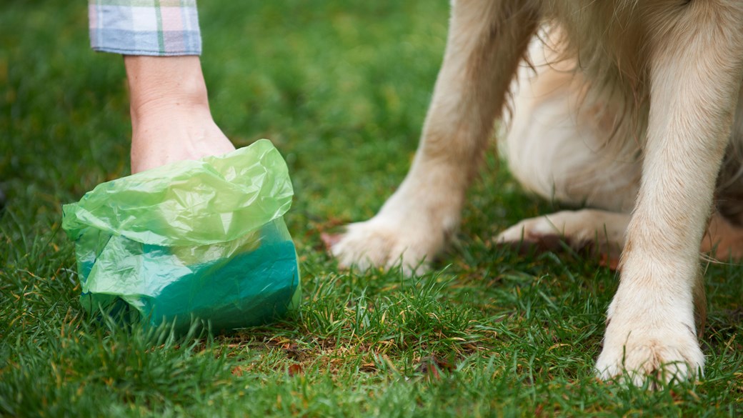 dog-poop-with-green-bag-next-to-dog-on-grass.jpg